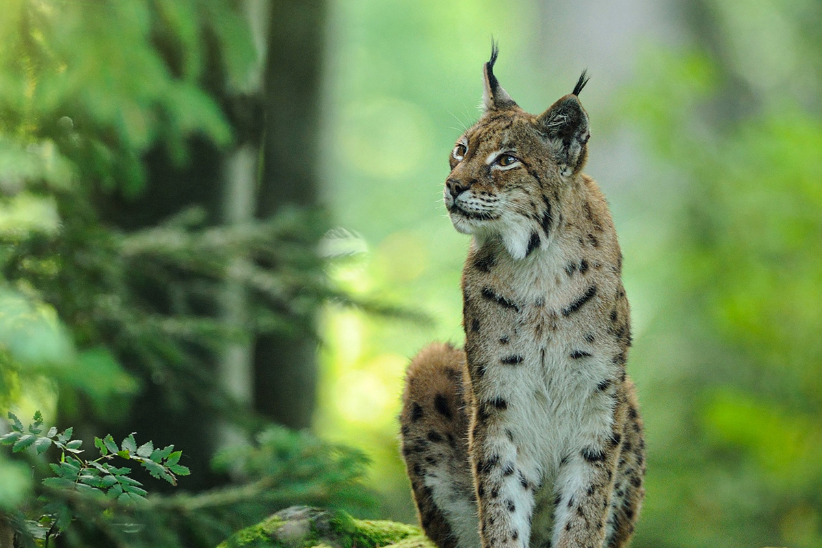 Découvrez les Grottes de Han et le parc animalier en Belgique