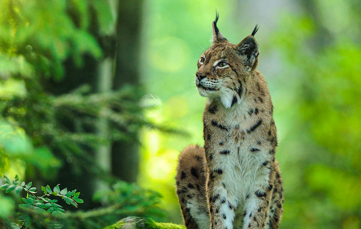Combiticket Grotten van Han en het Wildpark in België