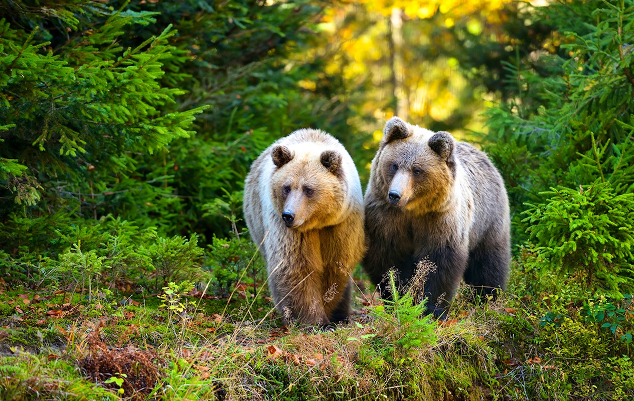 Combiticket Grotten van Han en het Wildpark in België