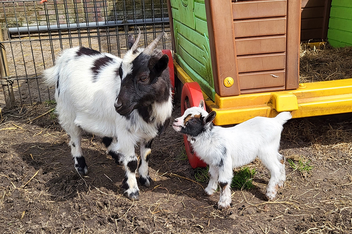 Entreeticket Cowboy & Indianen Speelreservaat