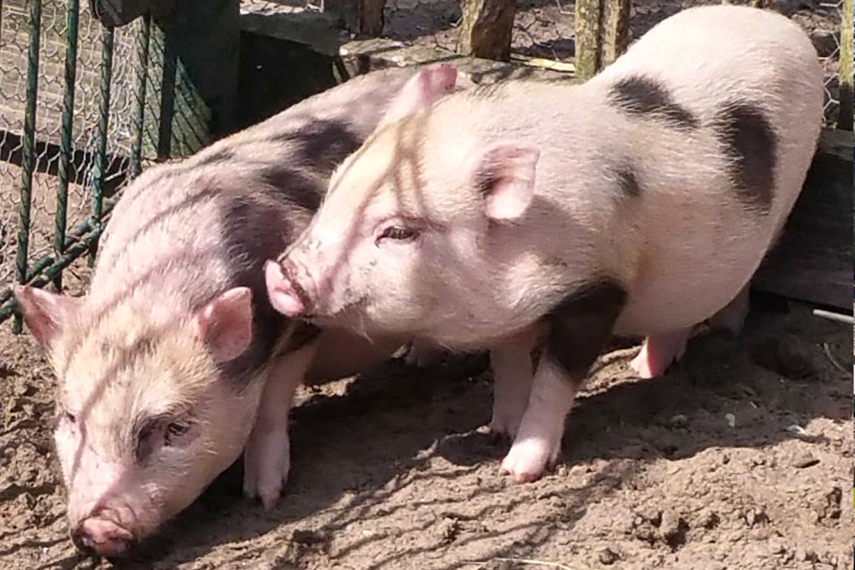 Entreeticket Cowboy & Indianen Speelreservaat