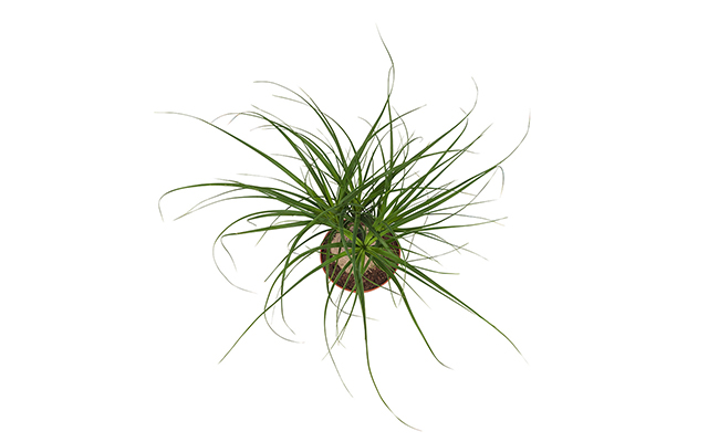 Creëer een groene sfeer in huis met de Beaucarnea! 