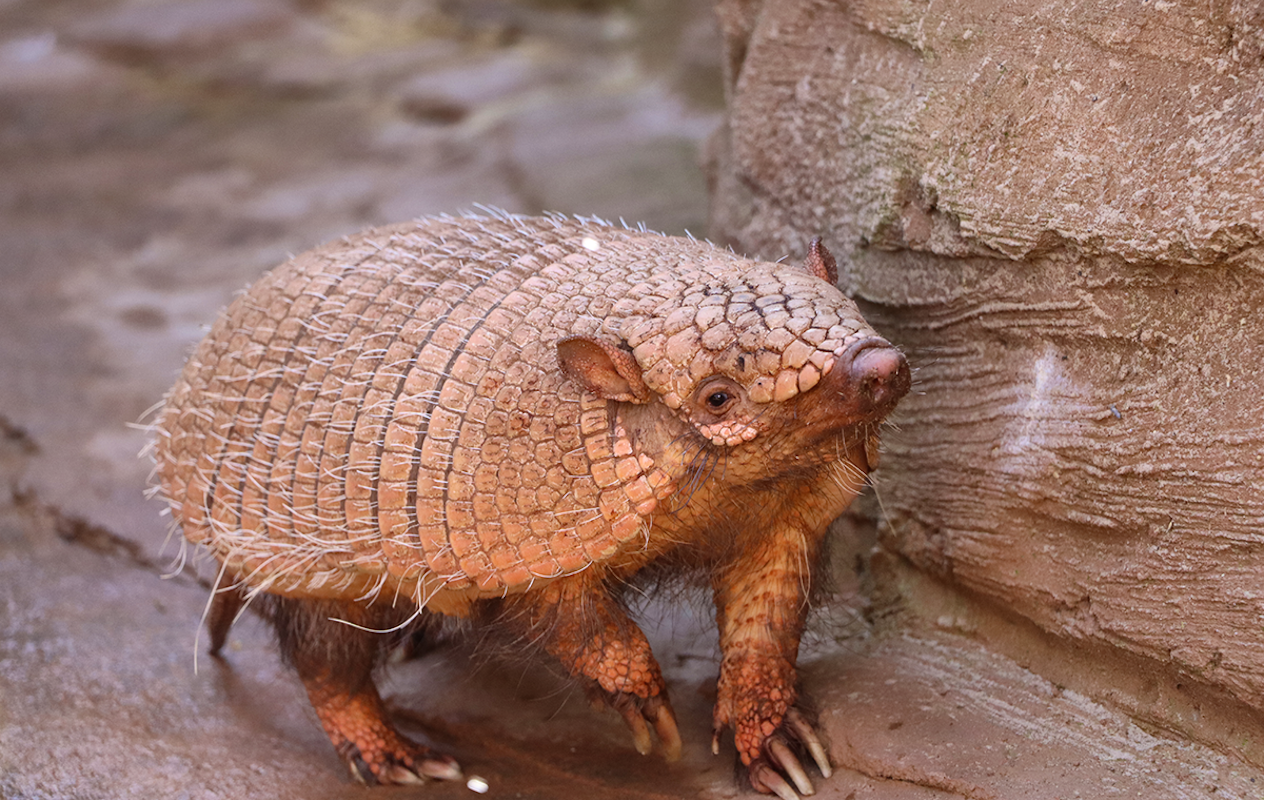 Dagentree incl. all you can eat & drink bij Hof van Eckberge