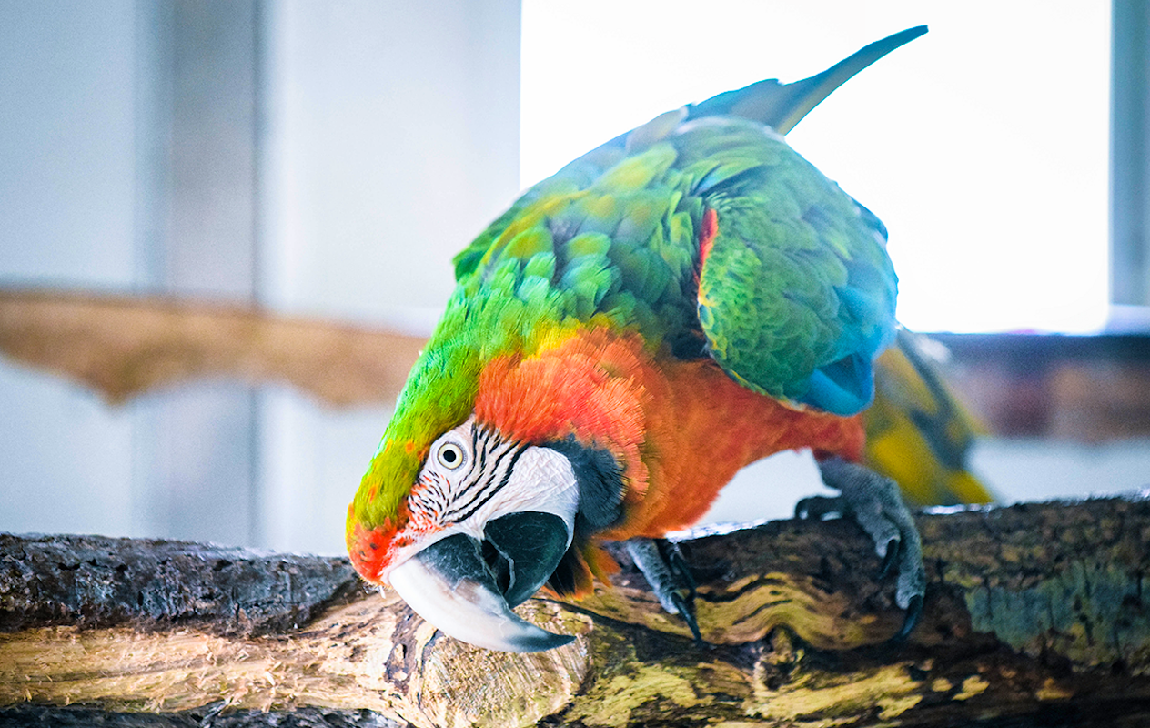 Dagentree incl. all you can eat & drink bij Hof van Eckberge