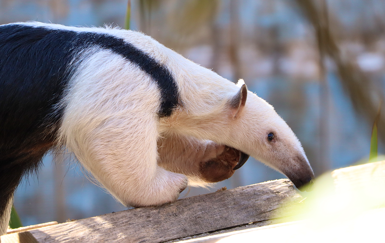 Dagentree incl. all you can eat & drink bij Hof van Eckberge