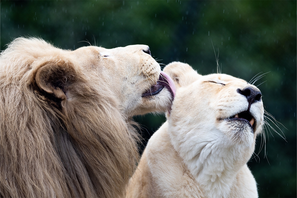 Dagentree Mondo Verde + onbeperkt eten en drinken