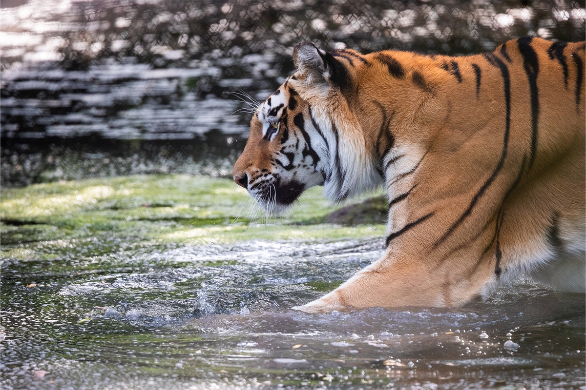 Dagentree Mondo Verde + onbeperkt eten en drinken