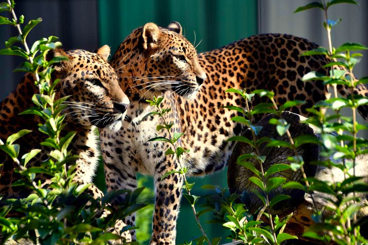 Dagentree Mondo Verde + onbeperkt eten en drinken