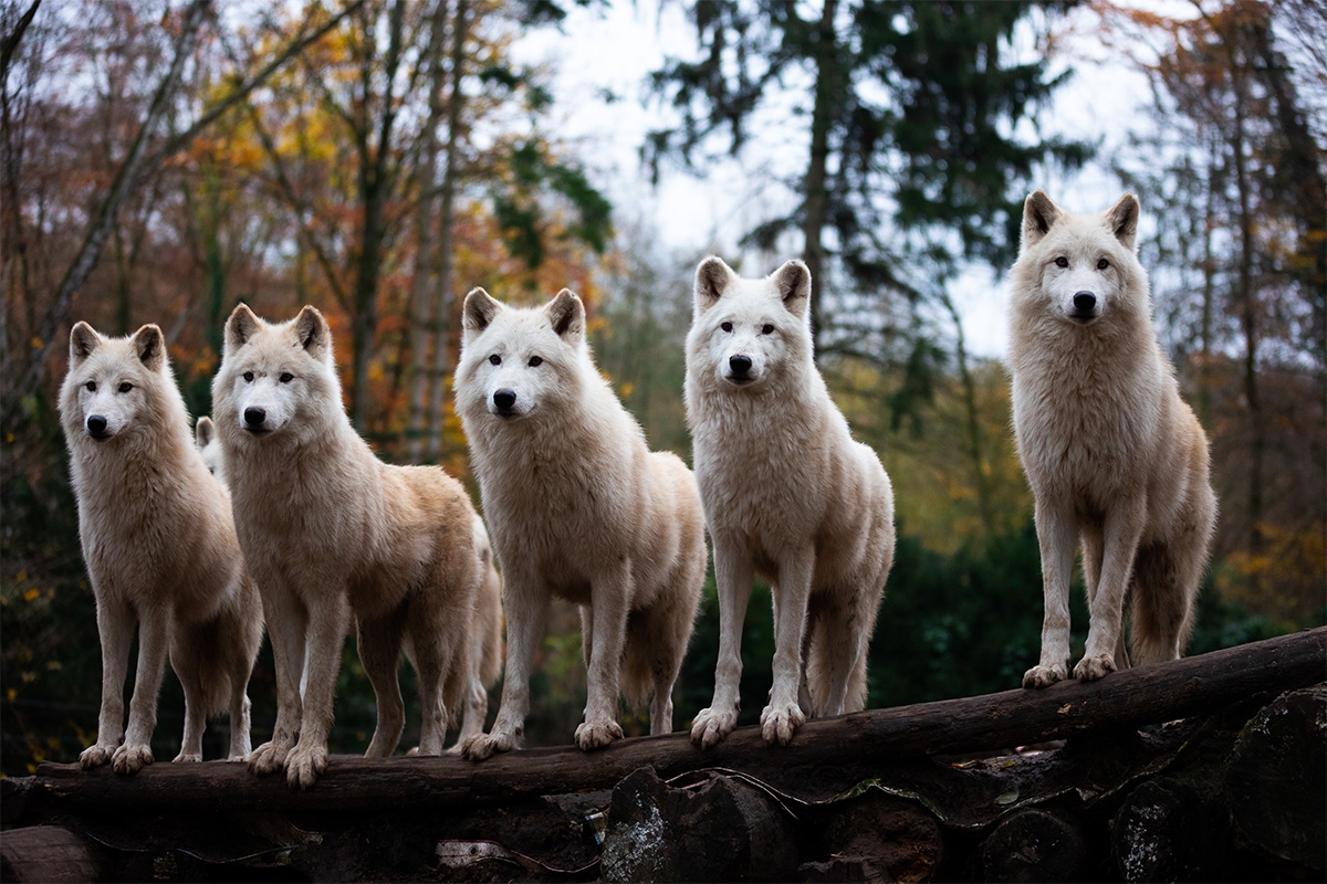 Dagentree Mondo Verde + onbeperkt eten en drinken