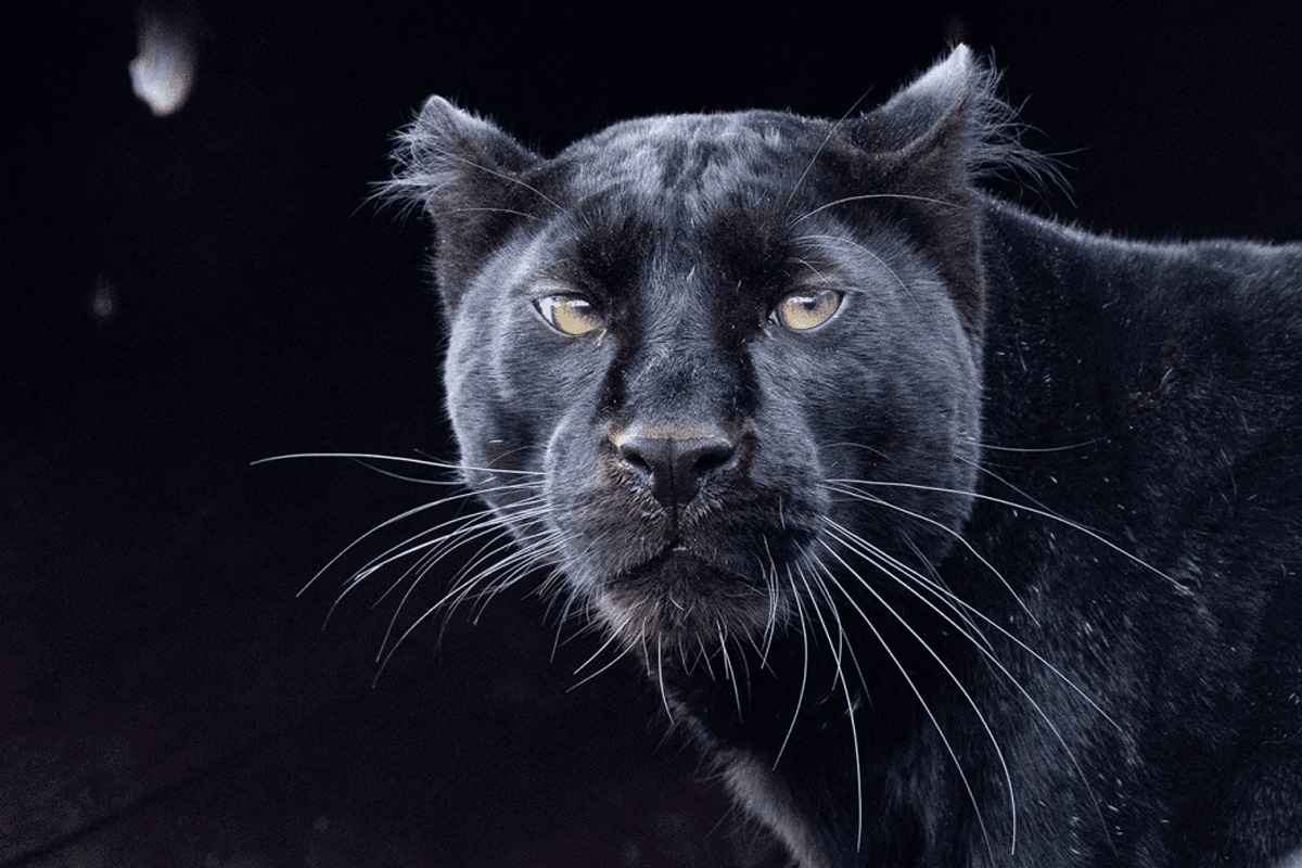 Dagentree Mondo Verde + onbeperkt eten en drinken