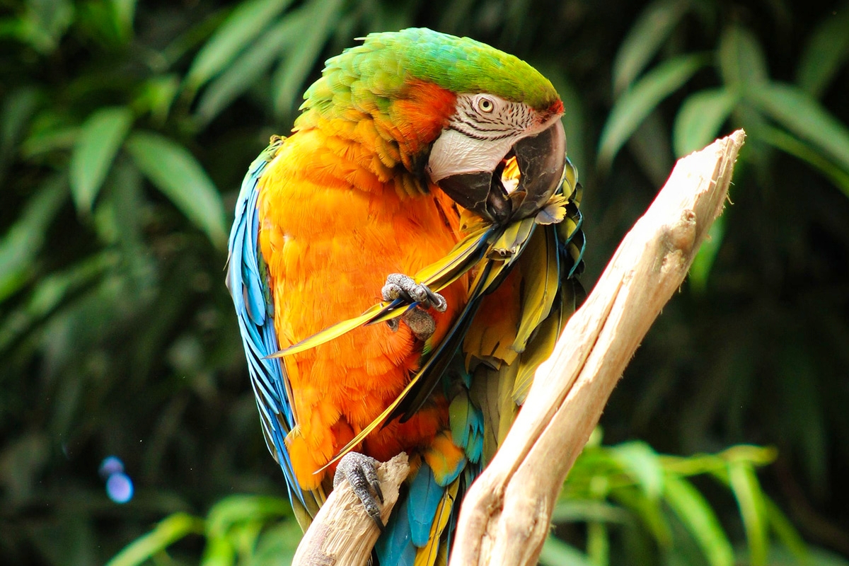 Dagentree Mondo Verde + onbeperkt eten en drinken