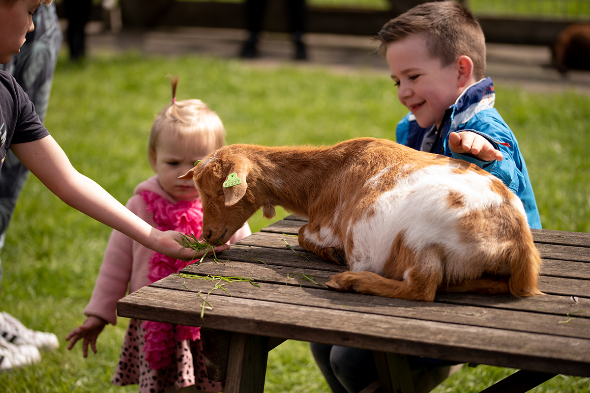 All-in entreeticket De Flierefluiter + Flierefluiter beker