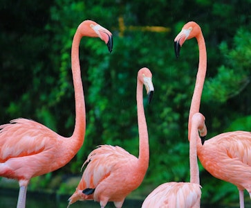 DierenPark Amersfoort