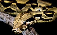 DierenPark Amersfoort