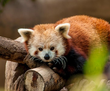 DierenPark Amersfoort