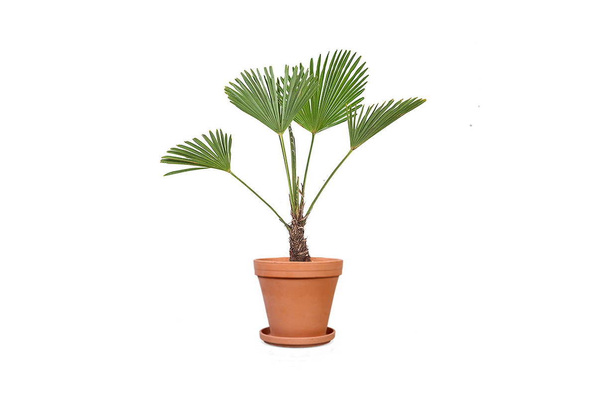  Een winterharde wagner palm voor in de Hollandse tuin of huis