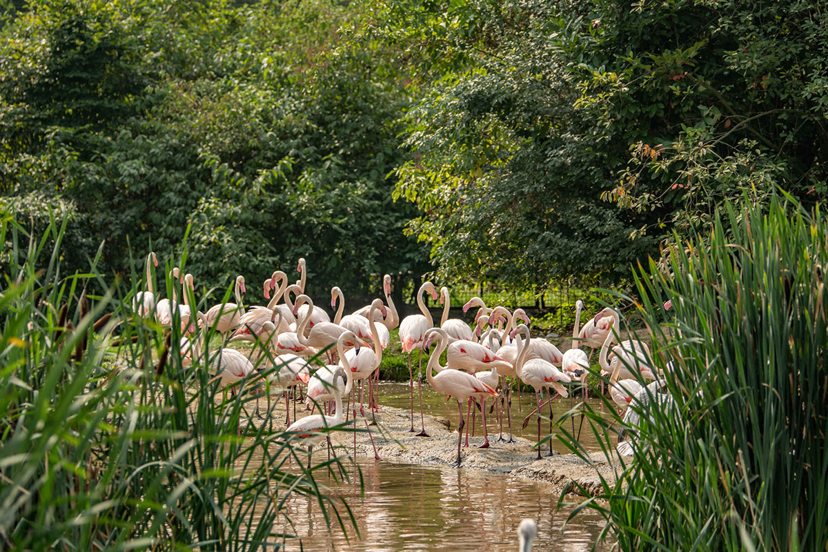 Entreeticket Eindhoven Zoo