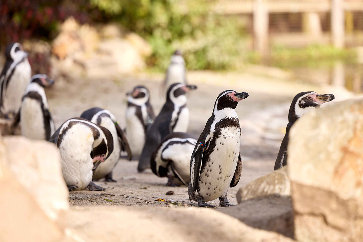 Entreeticket Eindhoven Zoo