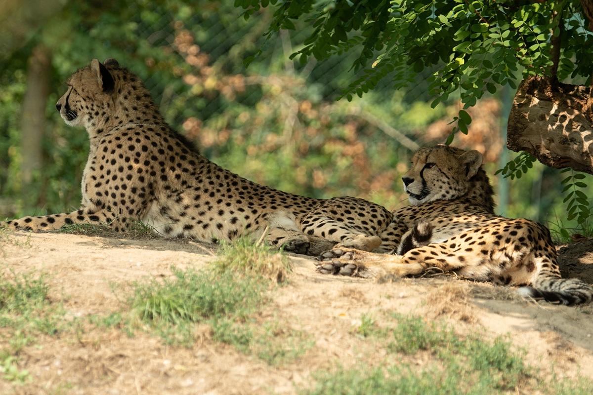 Entreeticket Eindhoven Zoo