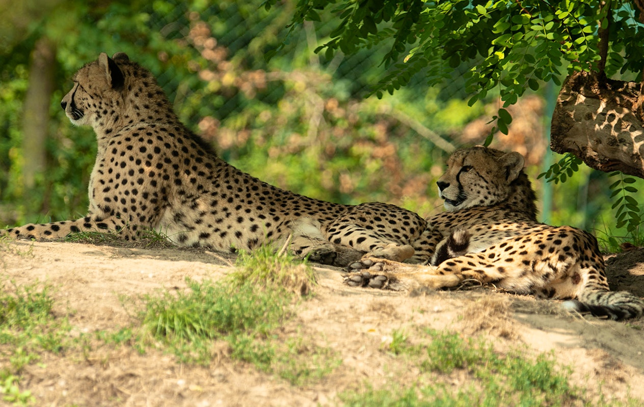 Entreeticket Eindhoven Zoo