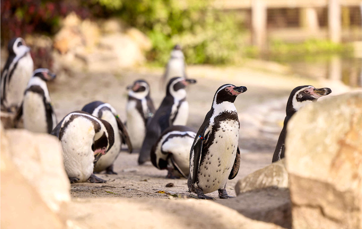 Entreeticket Eindhoven Zoo