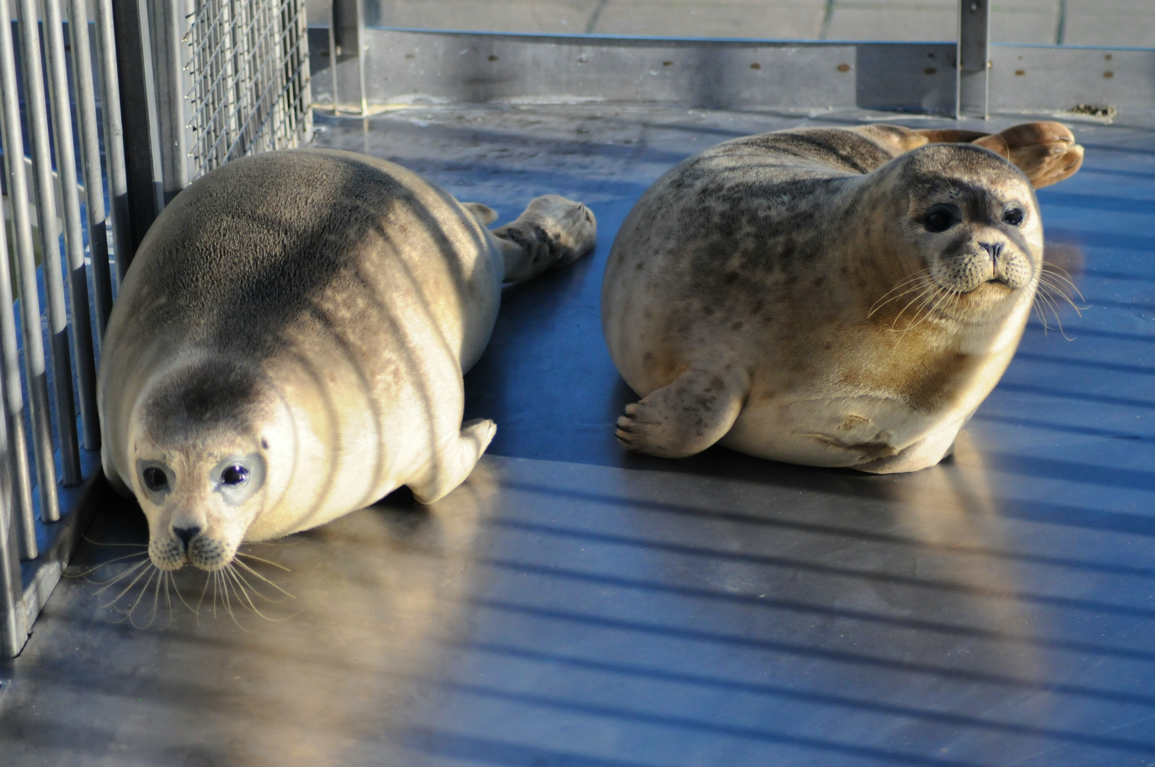 Entreeticket A Seal Stellendam