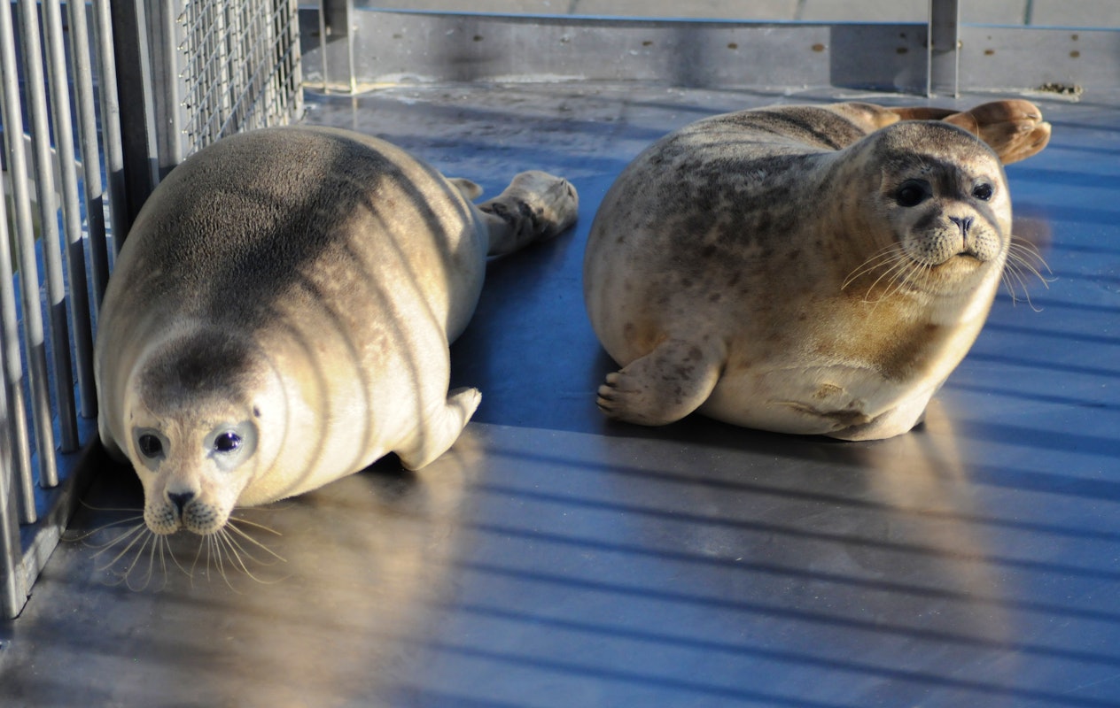 Entreeticket A Seal Stellendam