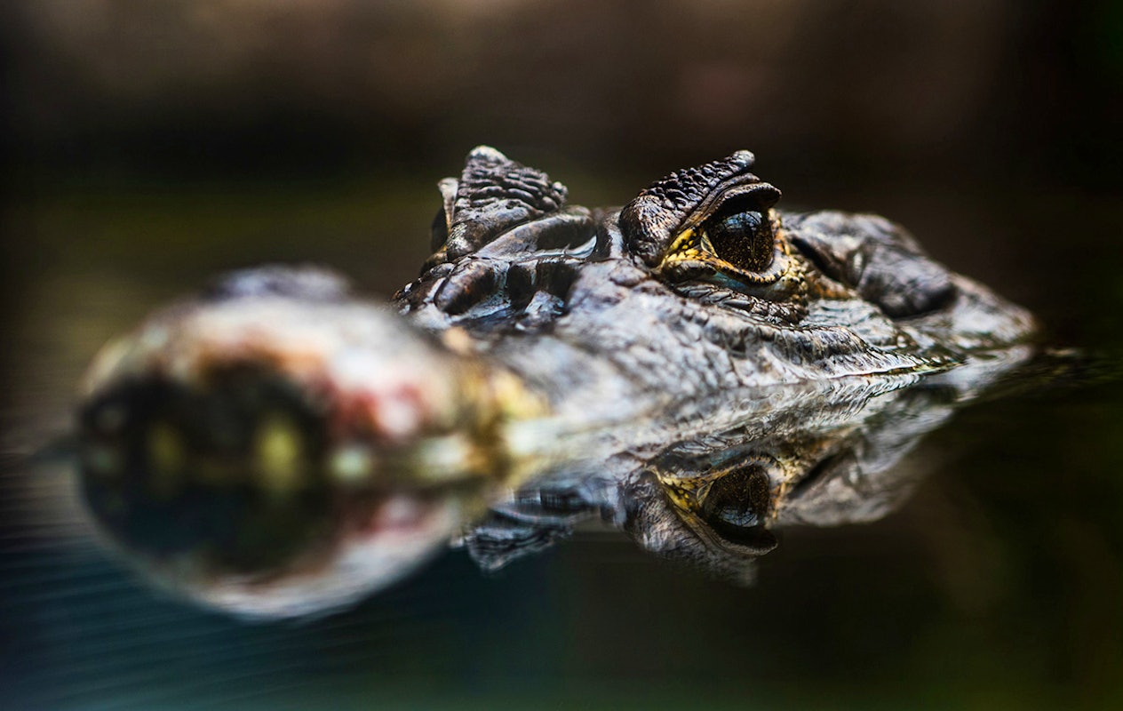 Entreeticket Almere Jungle + hapje en drankje