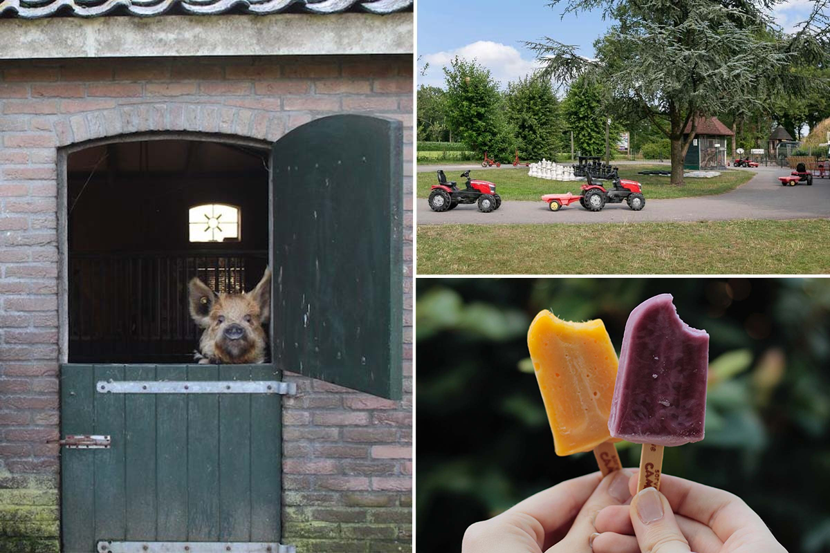 Entree + ranja + frietje + ijsje Beleefboerderij De kleine Carrousel