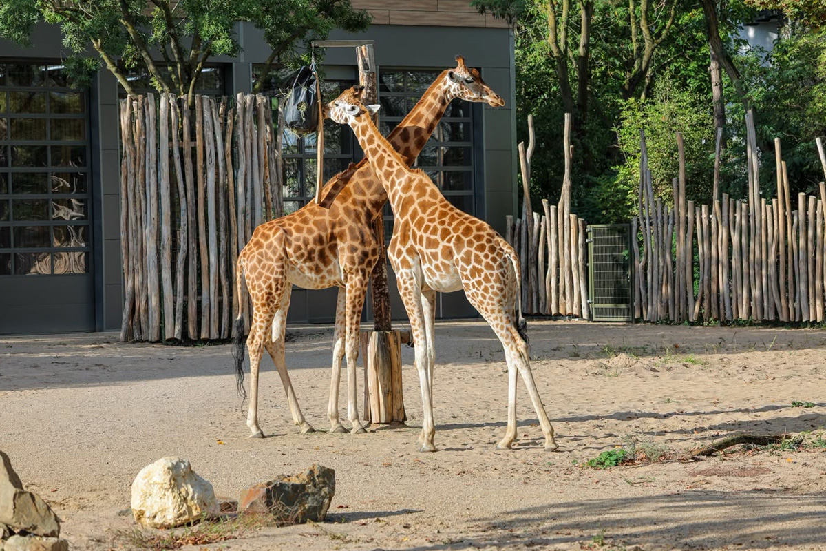 Entreeticket Kölner Zoo