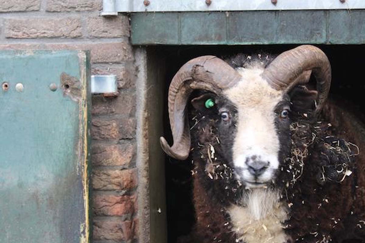 Entree + ranja + frietje + ijsje Beleefboerderij De kleine Carrousel
