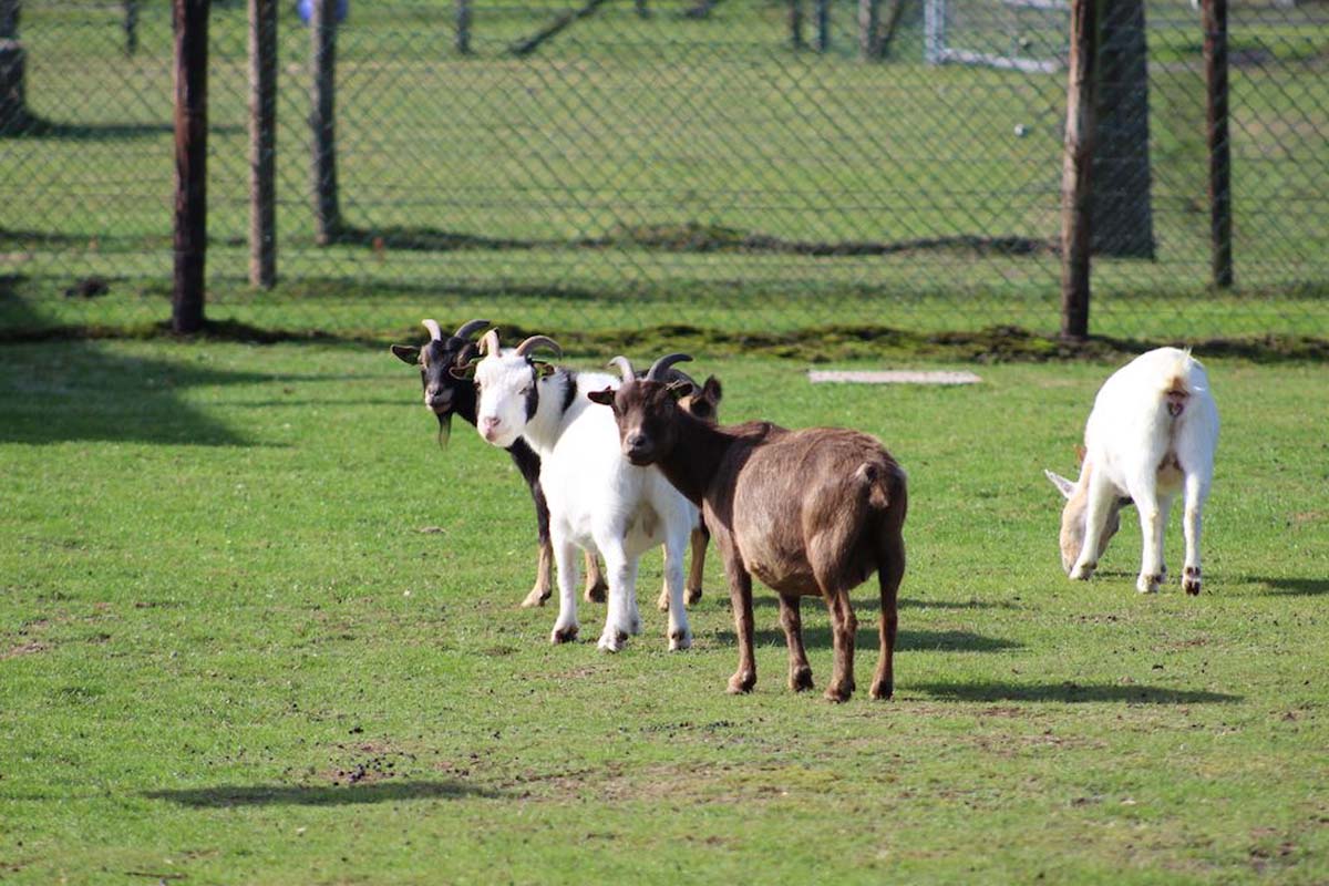 Entree + ranja + frietje + ijsje Beleefboerderij De kleine Carrousel