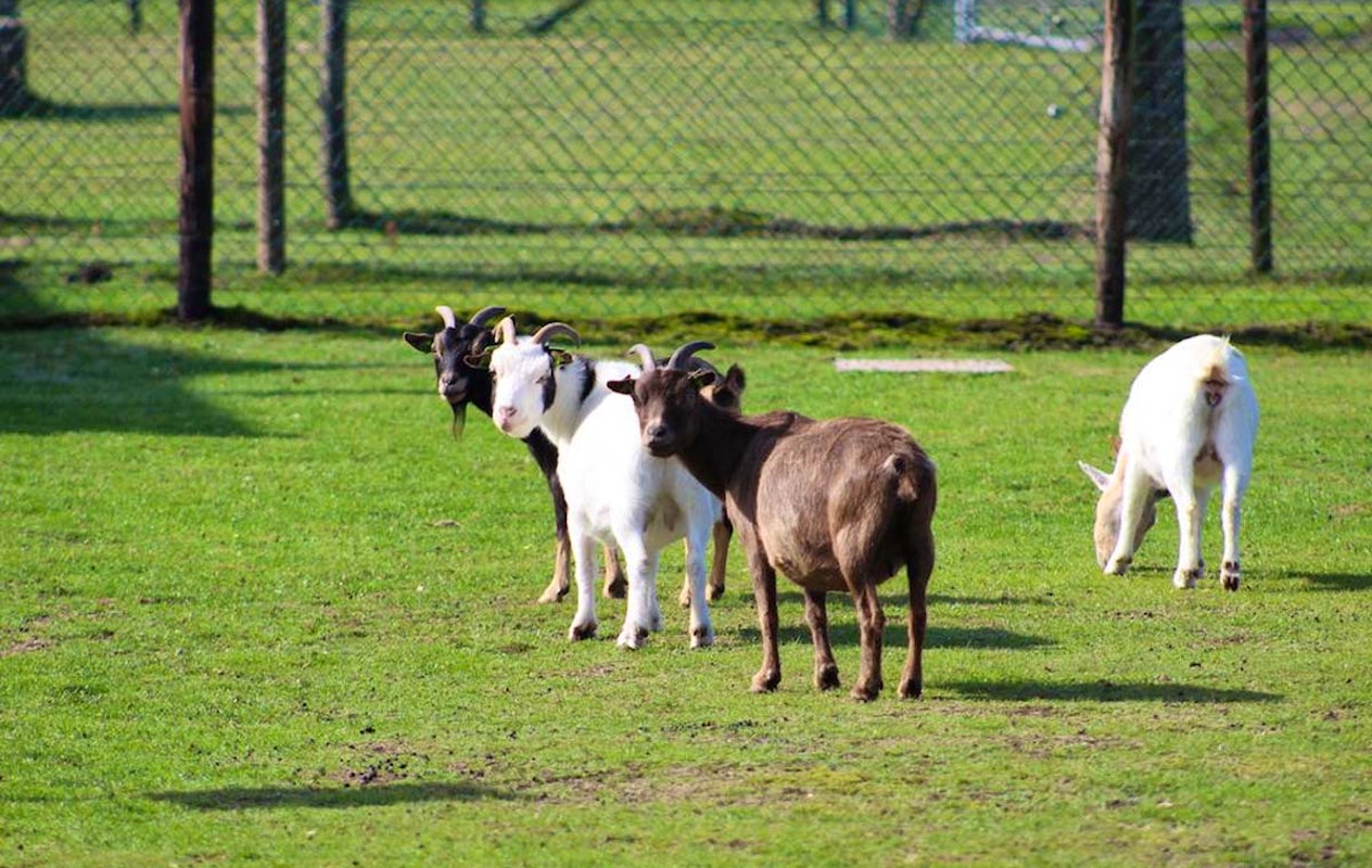Entree + ranja + frietje + ijsje Beleefboerderij De kleine Carrousel