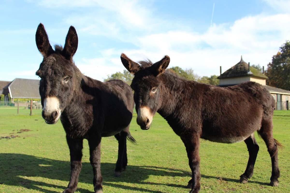 Entree + ranja + frietje + ijsje Beleefboerderij De kleine Carrousel