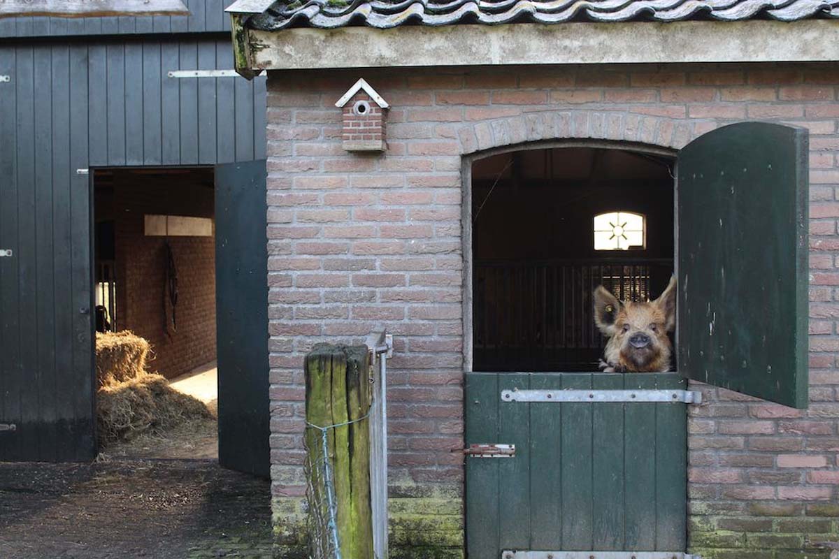 Entree + ranja + frietje + ijsje Beleefboerderij De kleine Carrousel