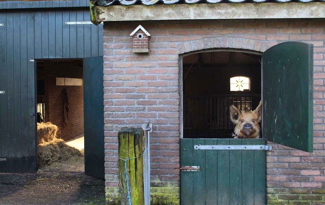 Entree + ranja + frietje + ijsje Beleefboerderij De kleine Carrousel