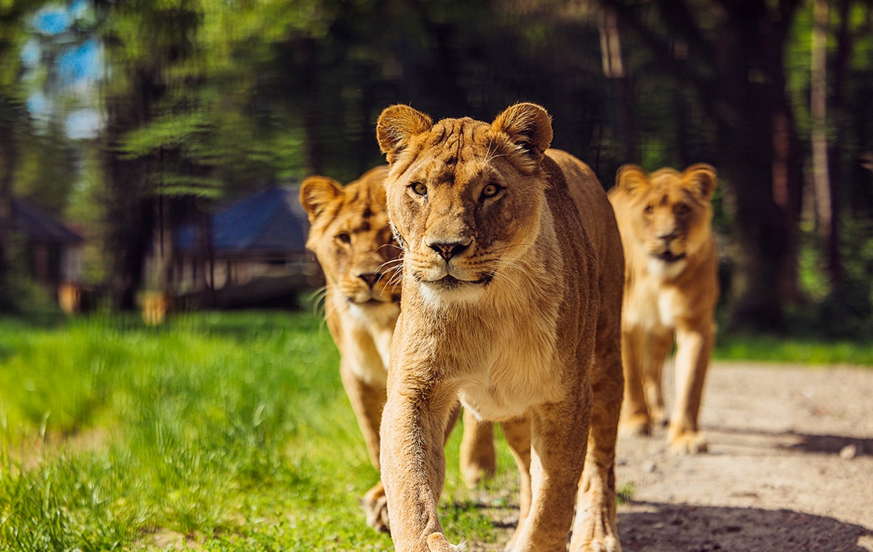 Entreeticket Safaripark Beekse Bergen