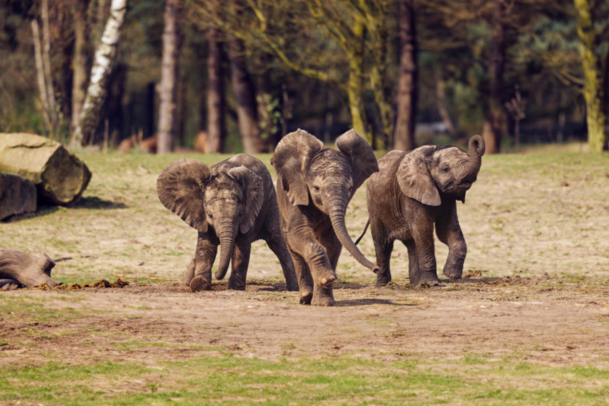Entreeticket Safaripark Beekse Bergen