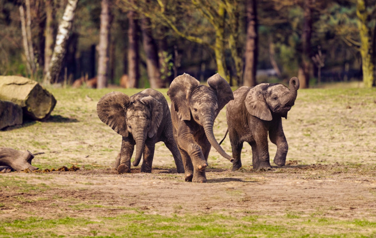 Entreeticket Safaripark Beekse Bergen