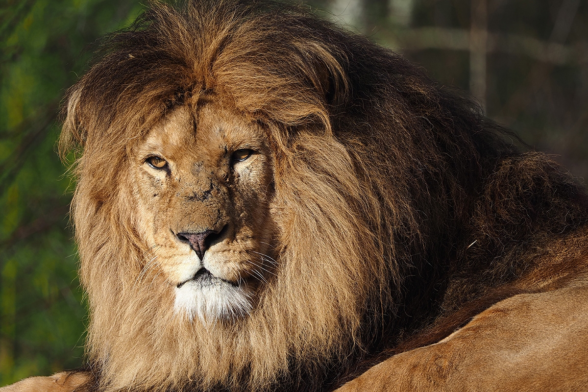Entreeticket Safaripark Beekse Bergen