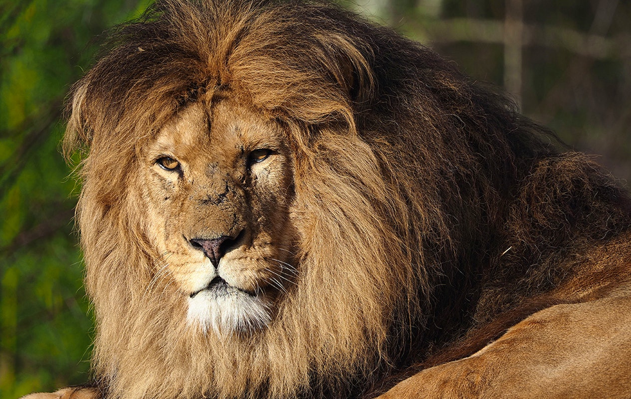 Entreeticket Safaripark Beekse Bergen