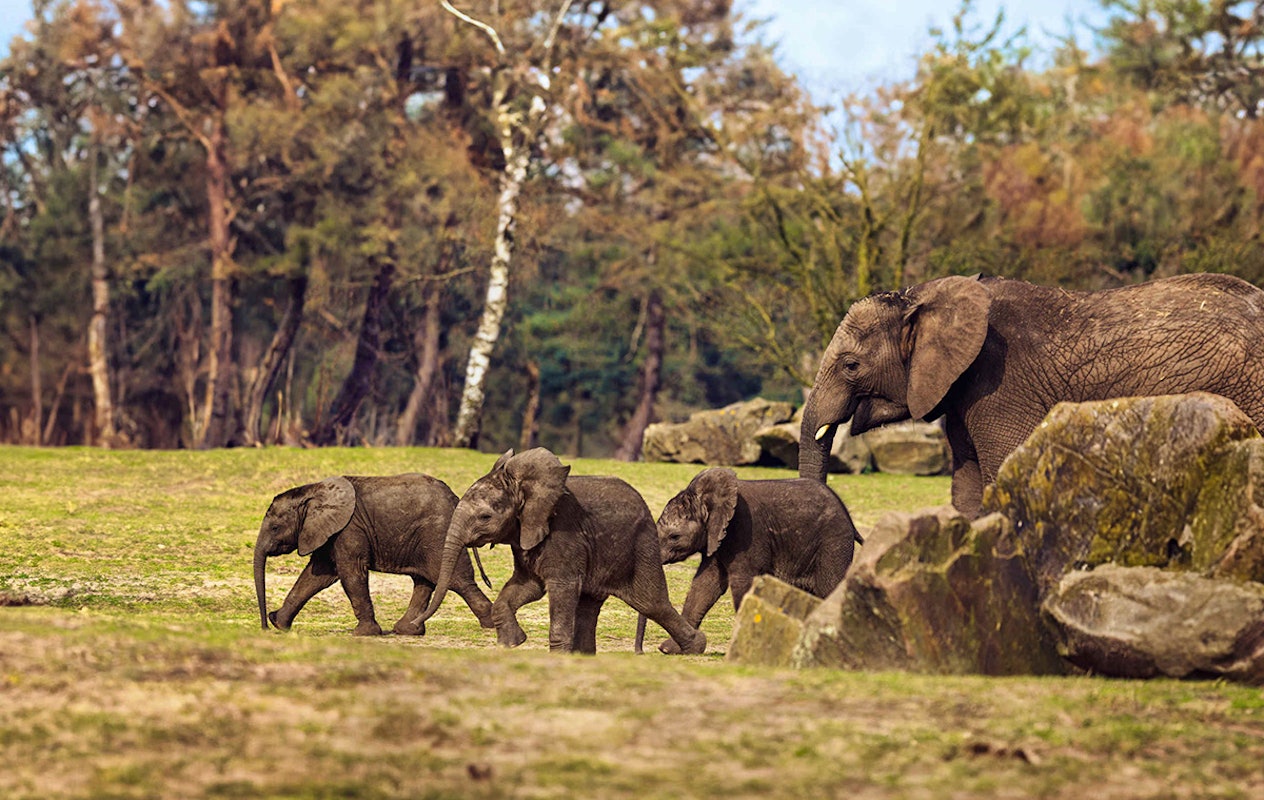 Entreeticket Safaripark Beekse Bergen