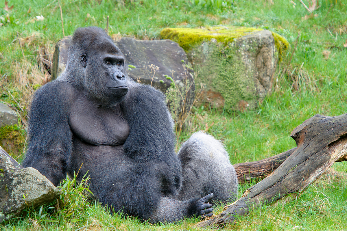 Entreeticket Apenheul