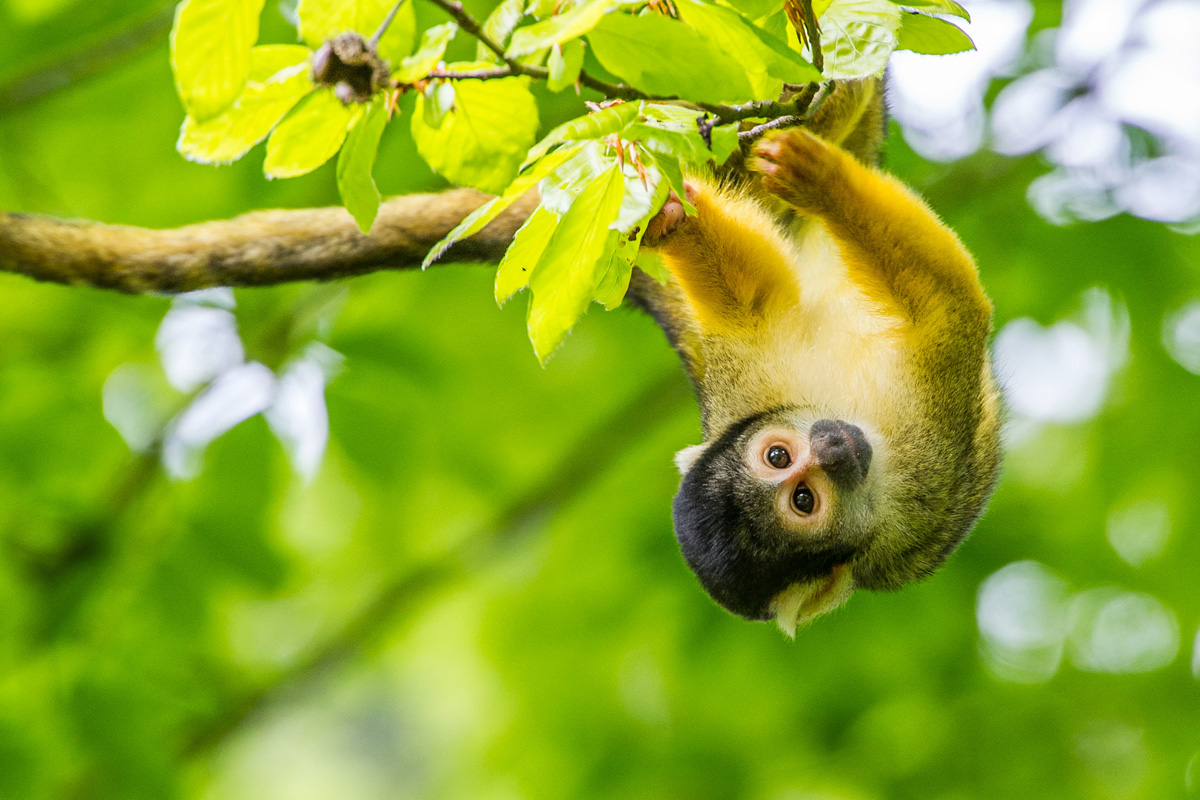 Entreeticket Apenheul