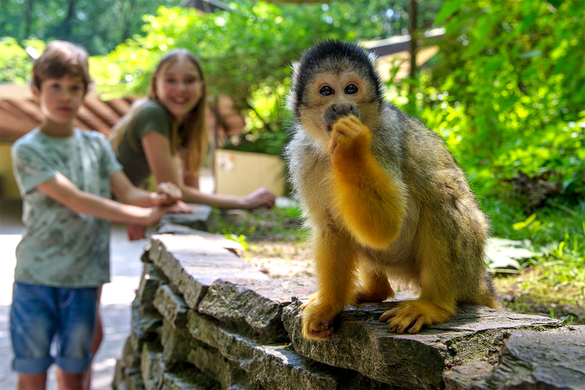 Entreeticket Apenheul