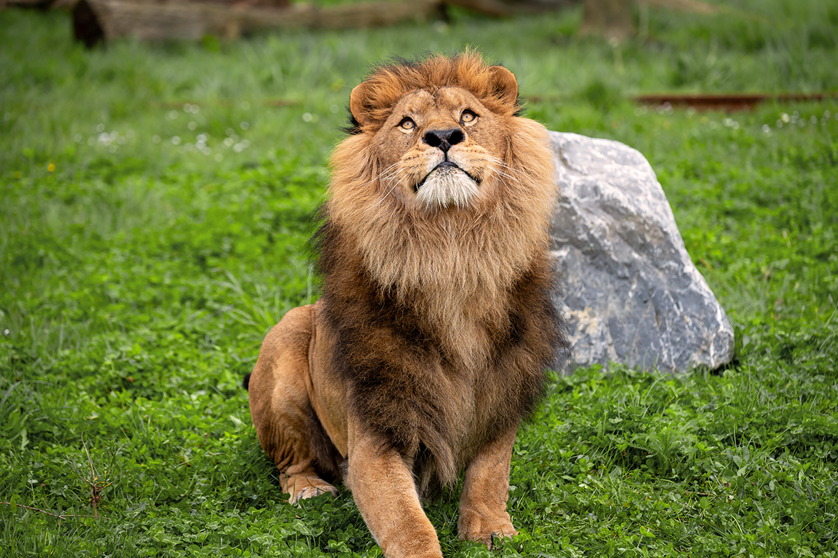 Entreeticket Bellewaerde Park