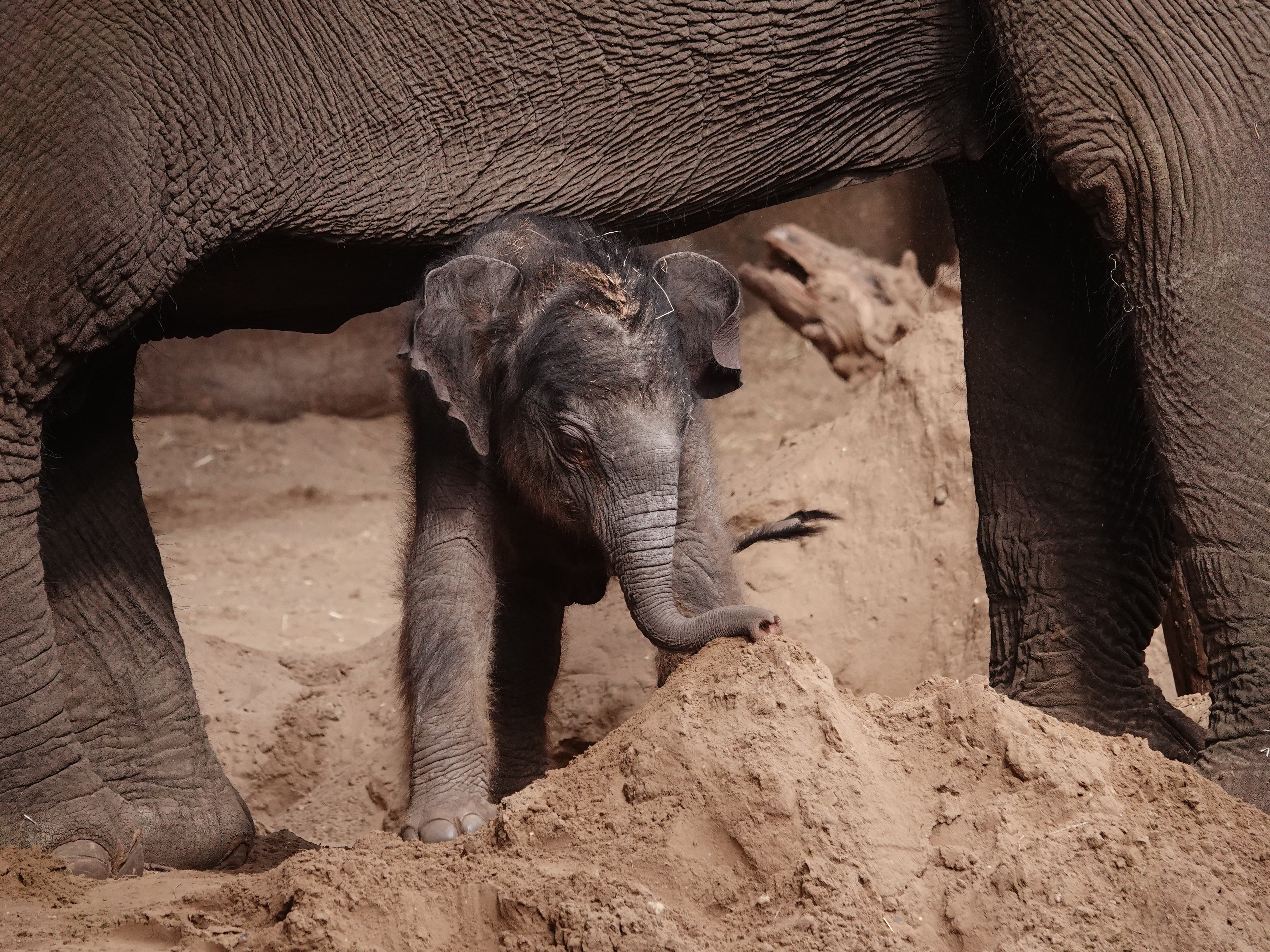 DierenPark Amersfoort tickets