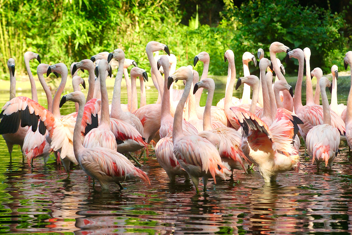 Entreeticket DierenPark Amersfoort