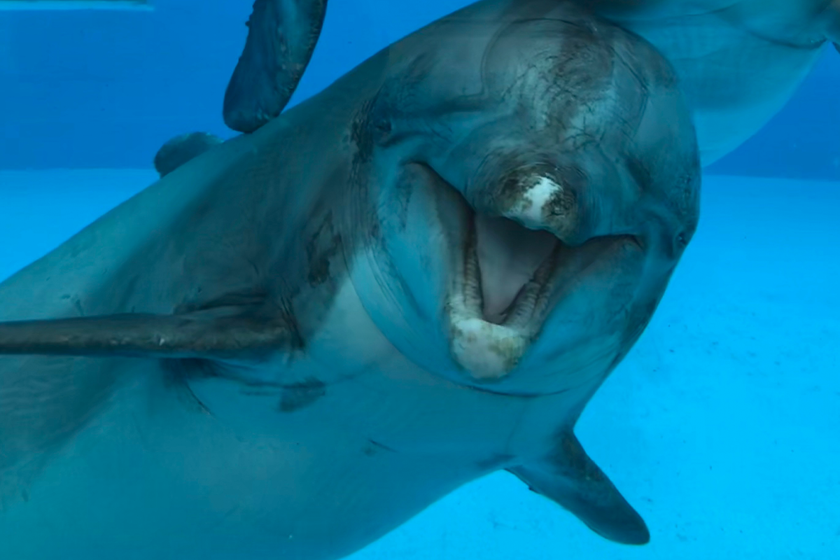 Entreeticket Dolfinarium