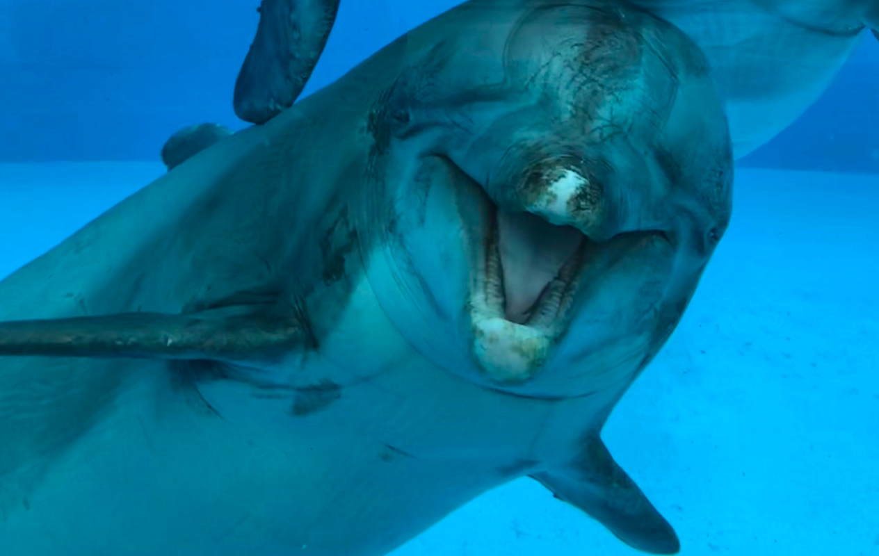Entreeticket Dolfinarium